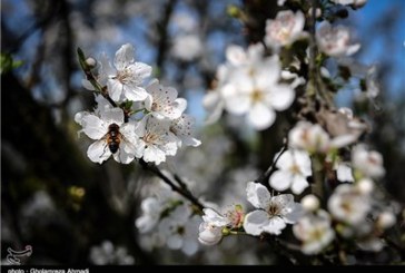 شکوفه های بهاری در بهشهر