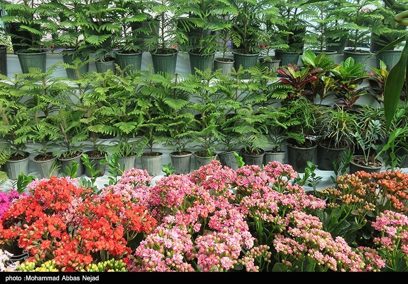 نمایشگاه گل و گیاه در شاهرود