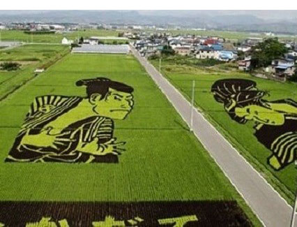 اخبار,اخبارگوناگون, مزارع برنج در ژاپن