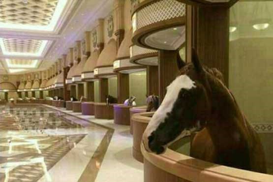   اخبار گوناگون,خبرهای  گوناگون , اسب های عرب در هتل لوکس