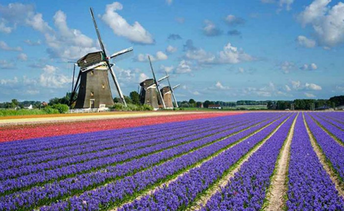 تصاویر خارق‌العاده از جشنواره گل‌های لاله در هلند