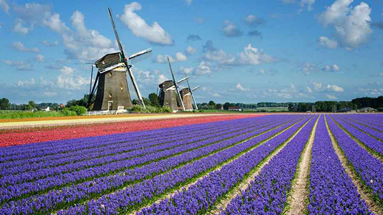   اخبار گوناگون ,خبرهای  گوناگون,جشنواره گل‌های لاله در هلند