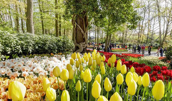   اخبار گوناگون ,خبرهای  گوناگون,جشنواره گل‌های لاله در هلند