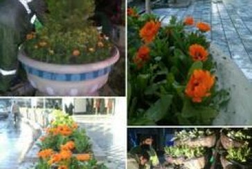 کاشت بیش از۲۵ هزاربوته انواع گل در مشهد